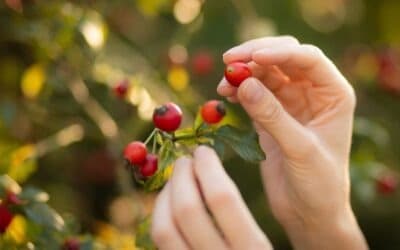 Shrub: Tradiční ovocný elixír, který zvládneš i doma