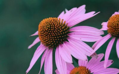 Třapatka neboli echinacea na imunitu: Jaké má skutečně účinky?